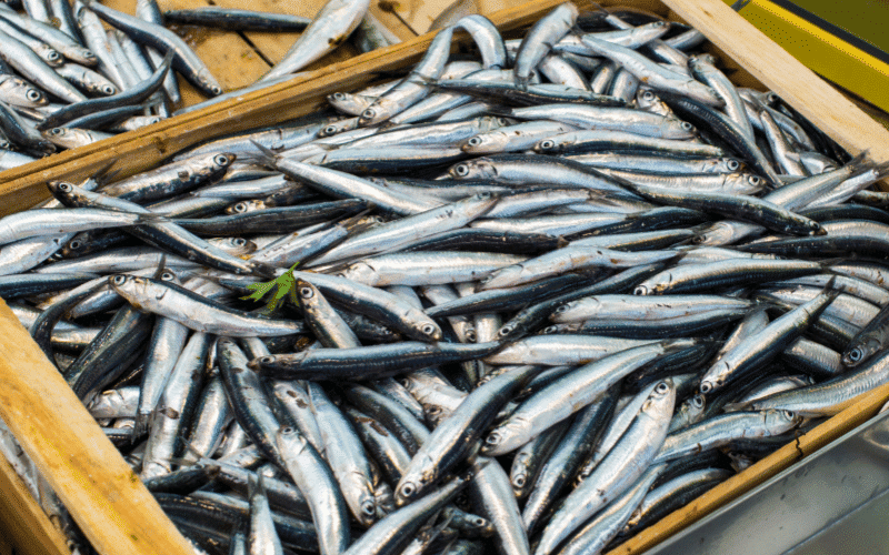 Anchovies- A Small but Mighty Source of Vitamin D 