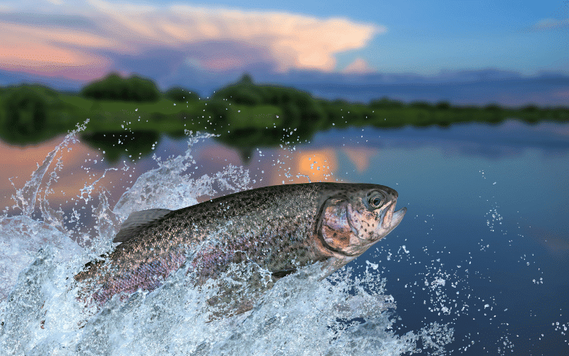 Rainbow Trout- A Tasty Fish with Impressive Vitamin D Levels