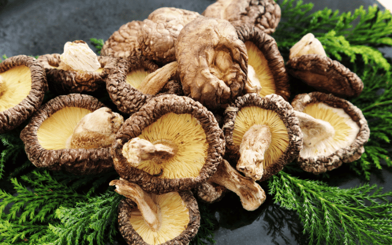 Shiitake Mushrooms- A Plant-Based Source of Vitamin D