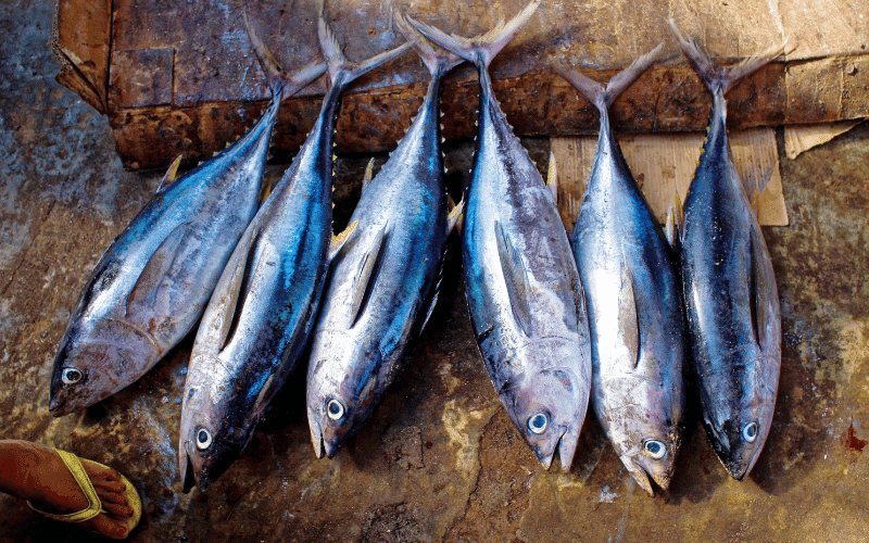 Tuna- A Popular Canned Fish Rich in Vitamin D