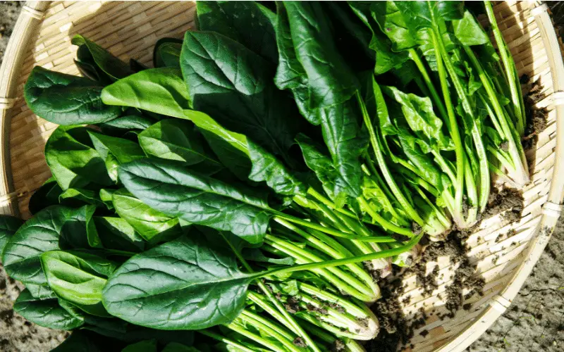 Dark Leafy Greens The Nutrient-Rich Magnesium Superfood for a Healthy Body and Mind