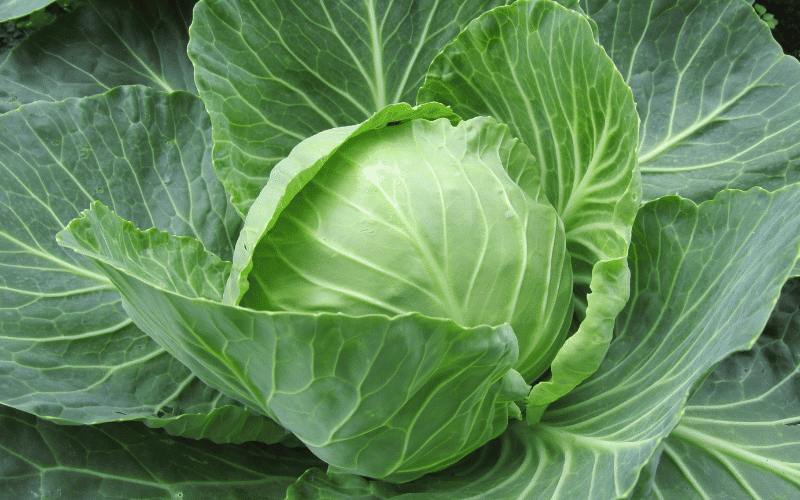 Cabbage Unlock the Health Benefits of This Cruciferous Wonder