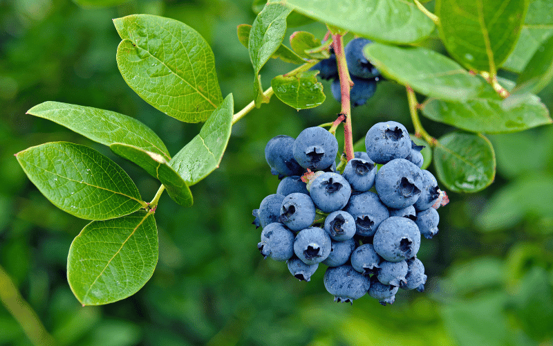 Blueberries The Antioxidant-Rich Superfruit for Kidney Health