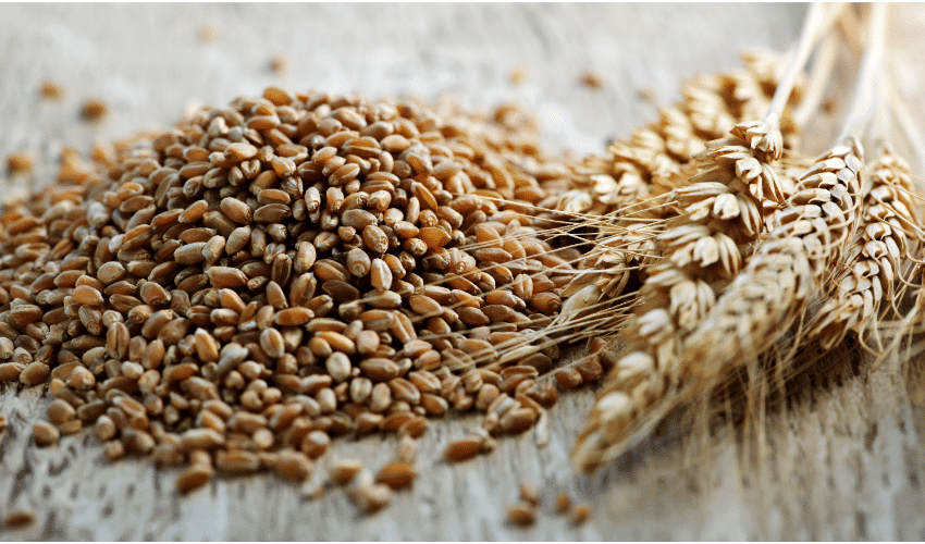 The Fiber Fallout When Whole Grains Wreak Havoc on Your Gut