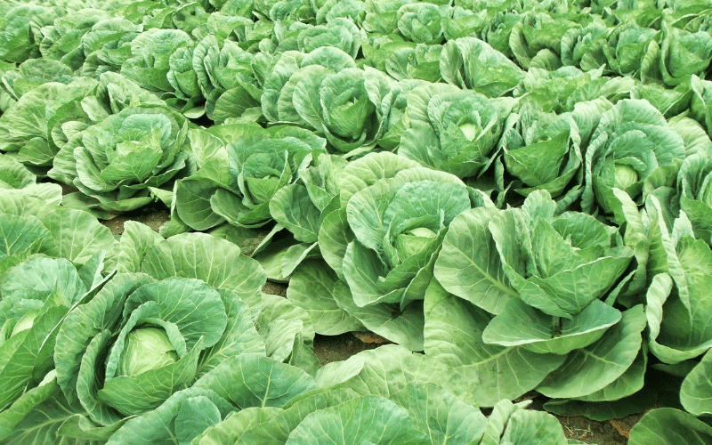 Cabbage The Budget-Friendly, Nutrient-Dense Renal Diet Staple