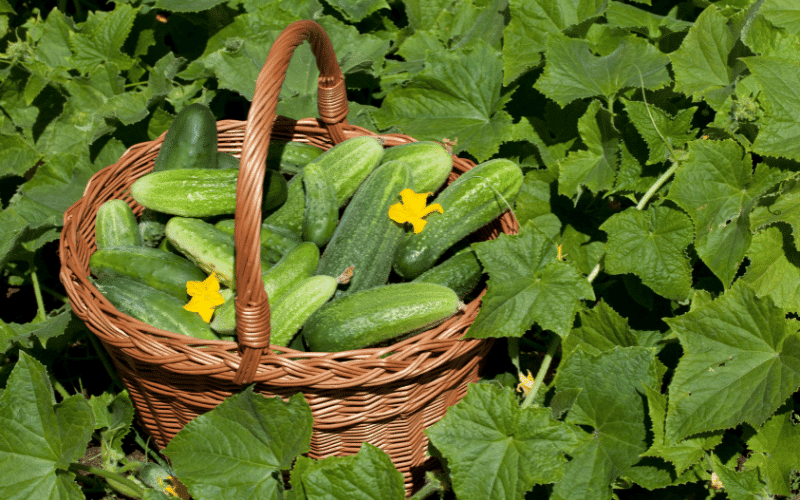 Cucumbers A Cool Choice Against Kidney Stones