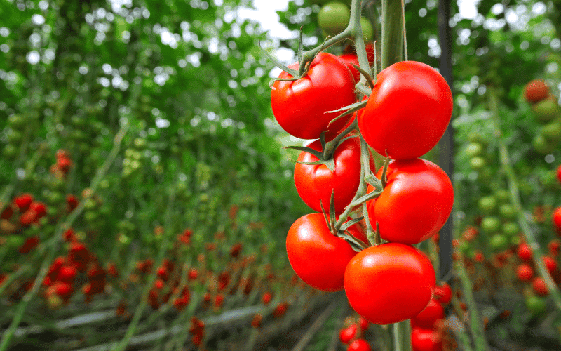 Tomatoes A Juicy Defense Against Kidney Stones