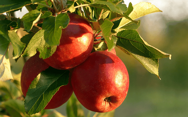 Apples A Crunchy and Nutritious Boost for Kidney Health