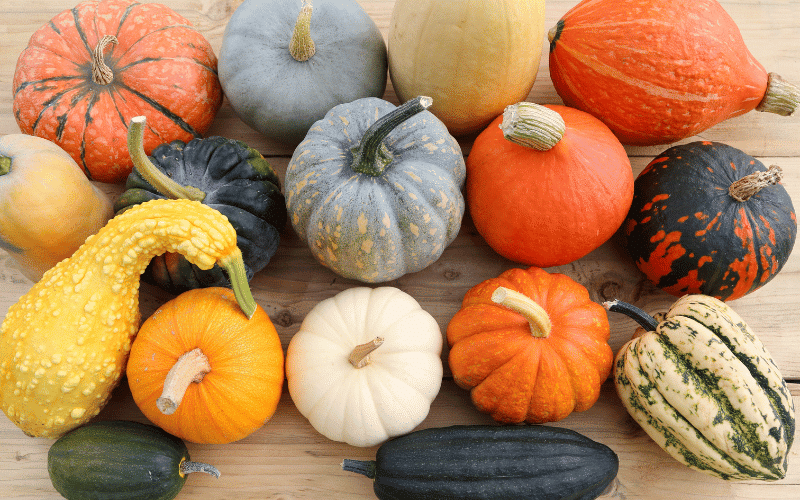 Squash and Pumpkins The Colorful and Nutritious Magnesium-Rich Foods for Your Plate and Health