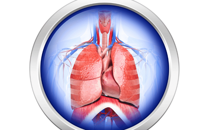 Respiratory Health Magnesium's Role in Breathing and Lung Function