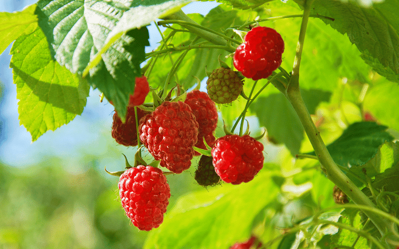 Raspberries The Low-Potassium, Antioxidant-Rich Fruit for a Renal Diet