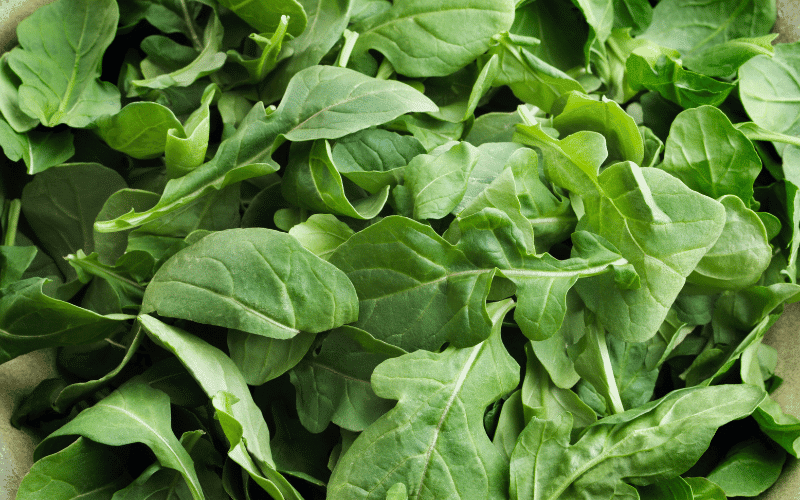 Arugula A Peppery Powerhouse