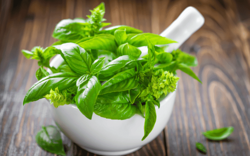 Basil A Fragrant Herb with Healing Properties