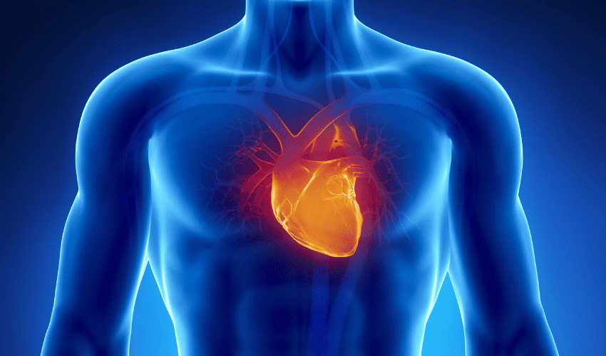 Benefit for Men 2: Magnesium Supports Cardiovascular Health