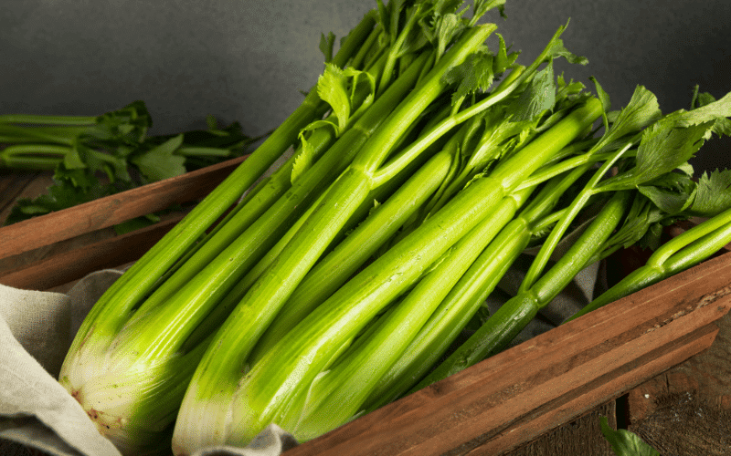 Celery The Crunchy Veggie with Anti-Inflammatory Nutrients