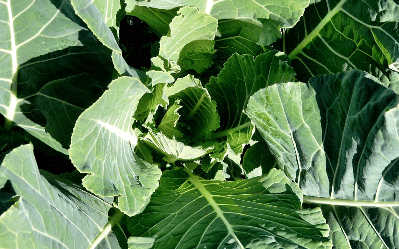 Collard Greens A Southern Superfood