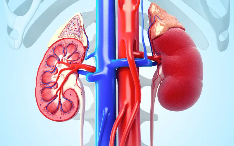 How to Improve Kidney Function 15 Essential Tips