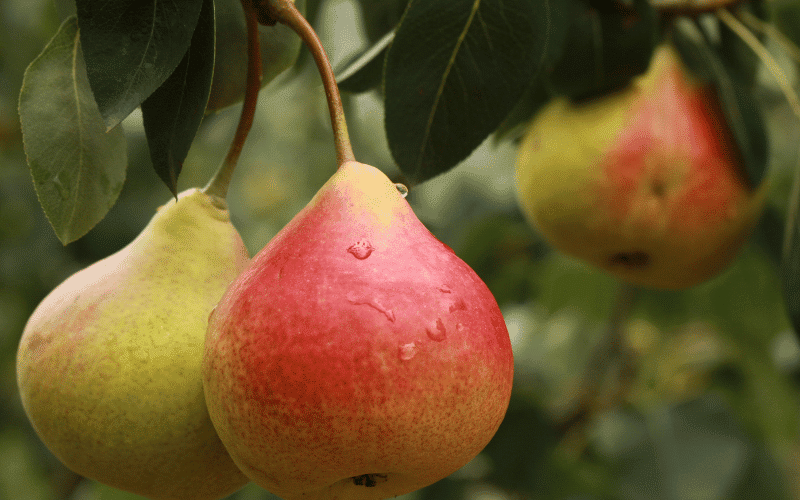 Pears A Kidney-Friendly, Fiber-Rich Fruit