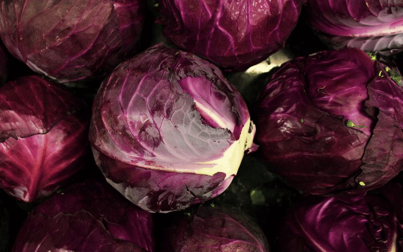 Red Cabbage A Colorful Inflammation Fighter