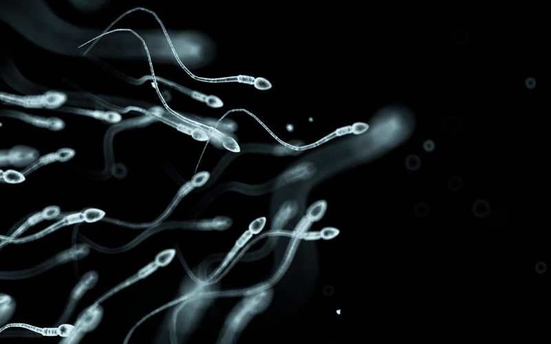 Reduced Sperm Count Fertility Concerns