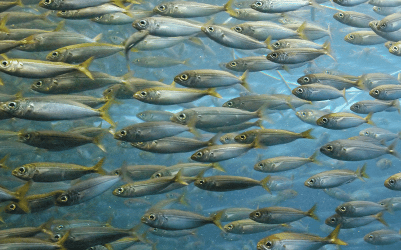 Sardines A Tiny, Nutrient-Dense Fish with an Impressive Iron Content