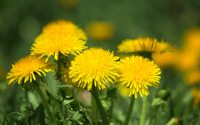 Dandelion A Bitter Liver Detox Ally