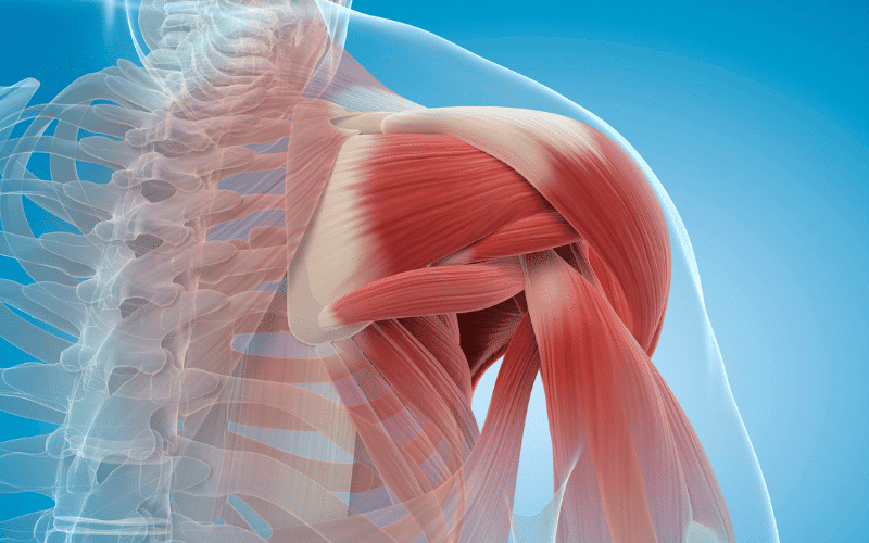 Muscle Wasting The Effect of Liver Disease on Muscle Mass