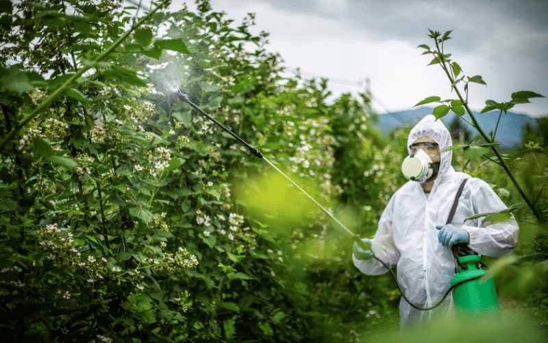 Pesticide-Laden Produce A Hidden Liver Threat