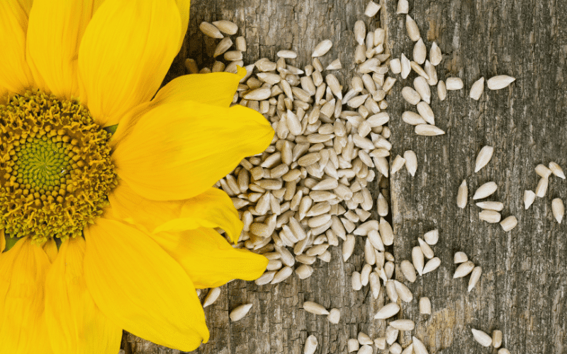 Sunflower Seeds A Crunchy and Iron-Rich Snack