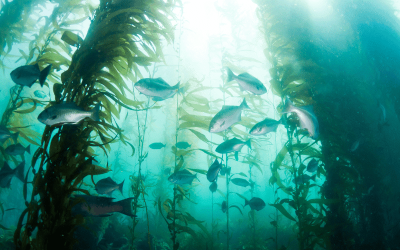 A Sea of Iodine Seafood as an Iodine Source