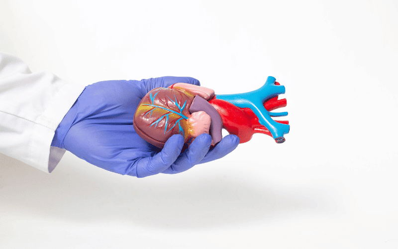 Demystifying Heart Transplants A Last Resort for Cardiomyopathy