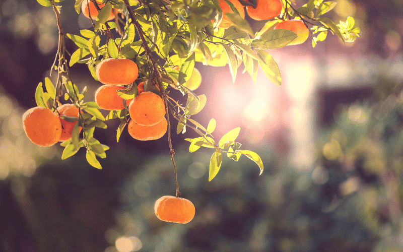 The Tangy Tangerines A Citrusy Delight Packed with Vitamin C and Fiber