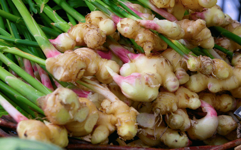 The Rejuvenating Ginger A Spice with Medicinal Might