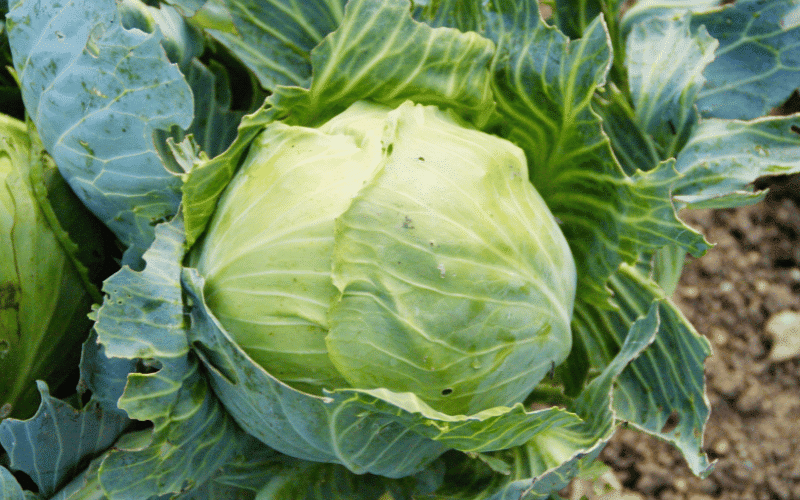 The Cabbage Clan Cruciferous Vegetables