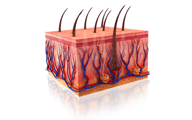 Skin Deep How Iodine Deficiency Affects Your Skin