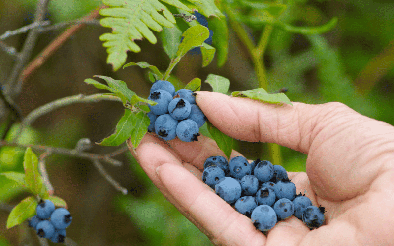 Berries Nature's Sweet Saviors