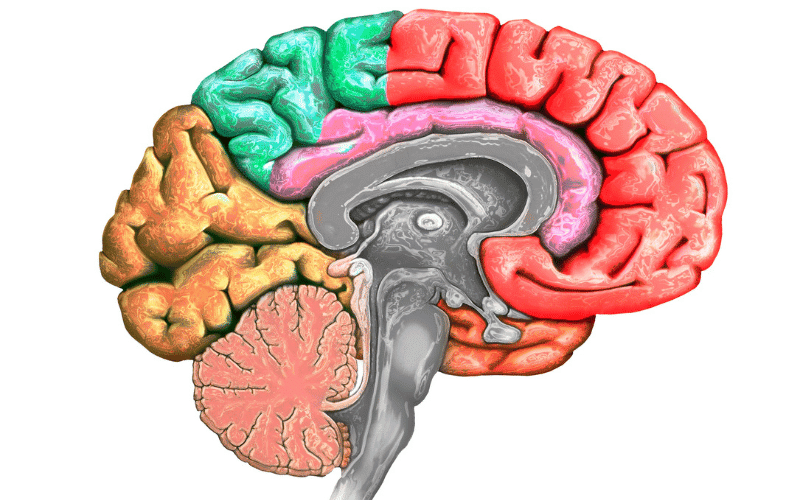 The Landmarks of Pick's Disease Frontotemporal Degeneration