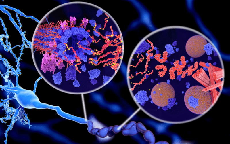 The Tangle Trap Tau Protein Misfolding in FTD