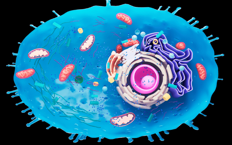 The Cellular Culprit Mitochondrial Malfunction