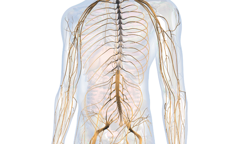 Autonomic Dysfunction The Silent Disrupter in Synucleinopathy