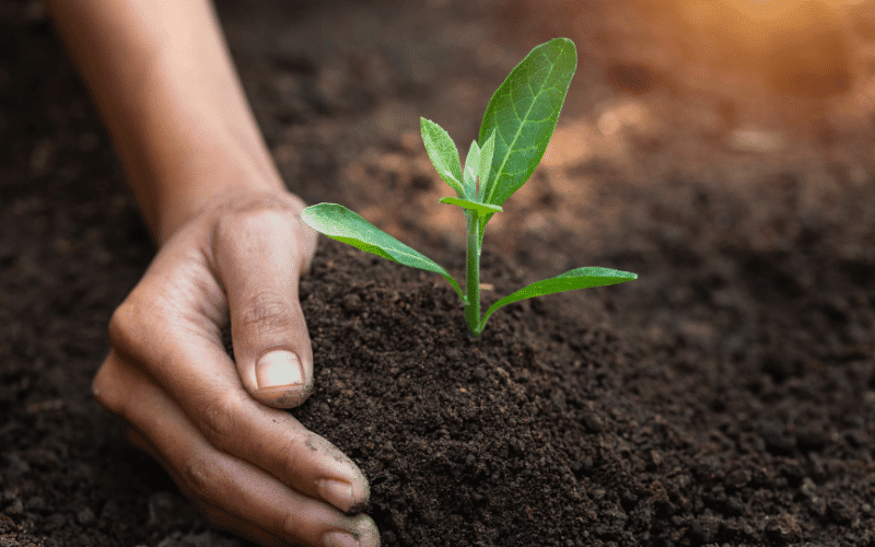 Bioavailability and Soil Quality