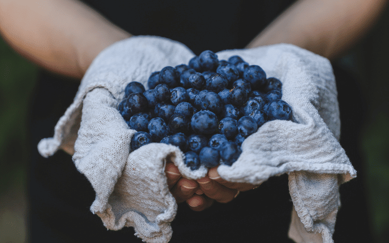 Blueberries Nature's Brain-Protecting Berries