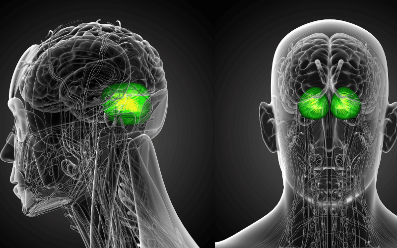 Frequently Asked Questions about Spinocerebellar Ataxia