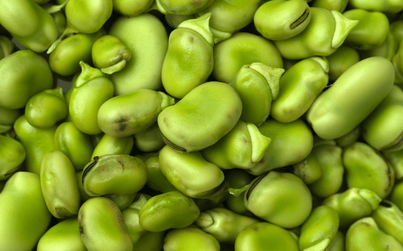 Lima Beans - The Iodine-Rich Legume