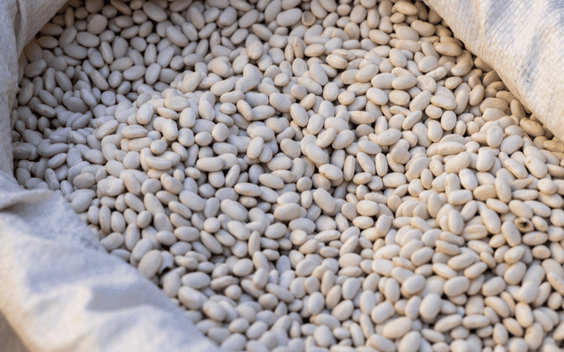 Navy Beans - An Unsung Iodine Hero