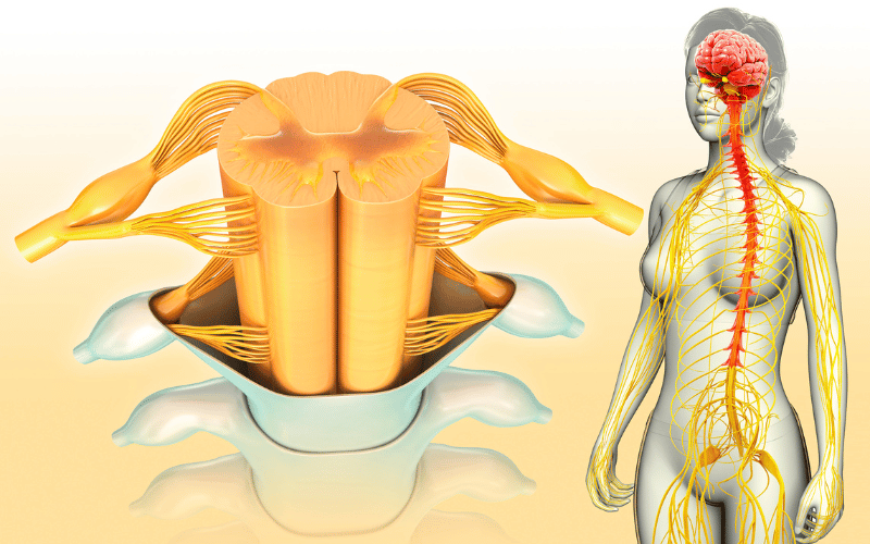 The Facts of Myelopathy 15 Important Aspects to Understand