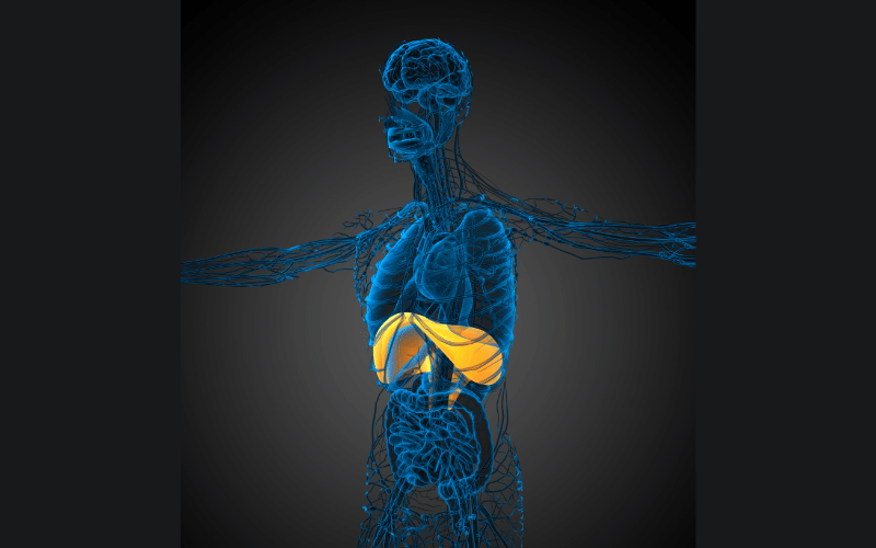 The Basic Anatomy Understanding the Diaphragm's Role