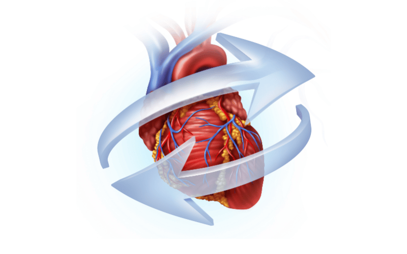 Heart Problems An Unseen Consequence of Neuronal Ceroid Lipofuscinosis