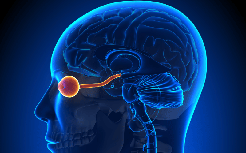 Swelling of the Optic Disc - The Stealthy Sign of Optic Neuropathy