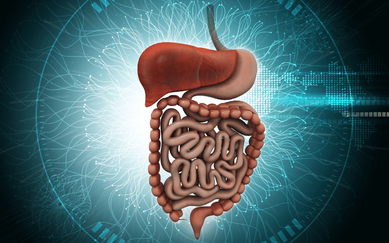 Digestive Disturbances A Tummy in Turmoil